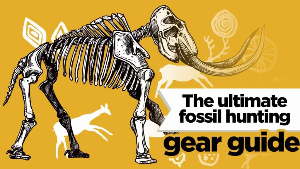 fossil-hunting-equipment-guide